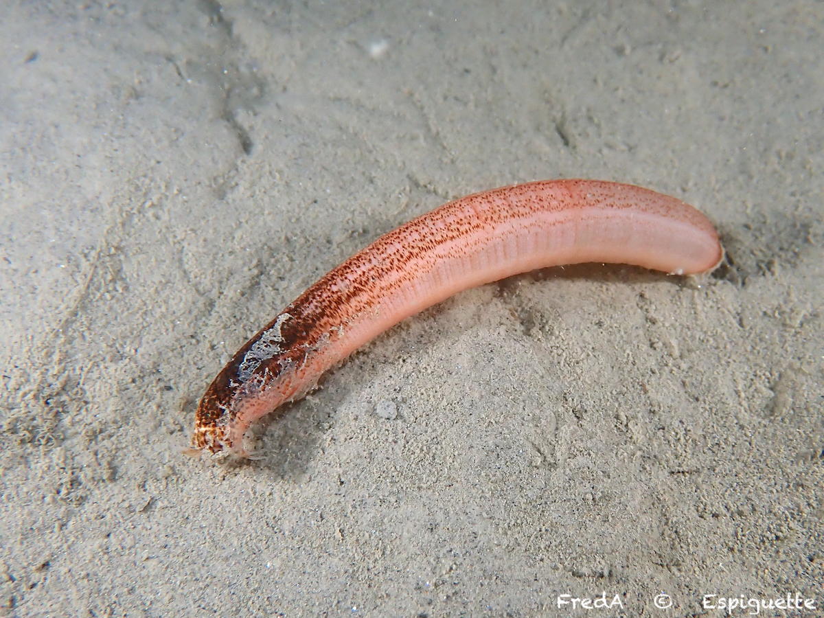 <p>Pour comparaison une photo de <i>Oestergrenia digitata</i> que j'ai prise il y a qqs jours au large de la Camargue de nuit.</p>