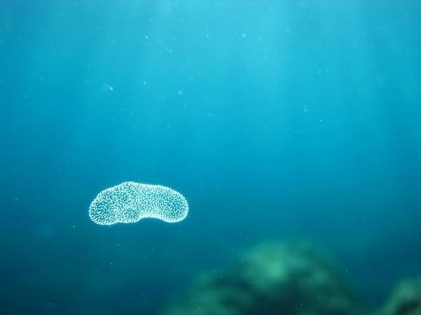 Quelle est cet invertebré?