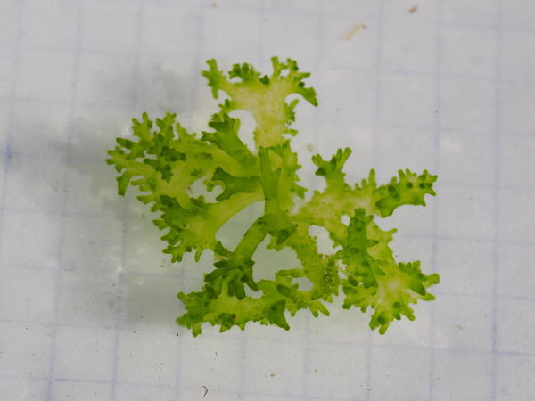 quelle est cette algue ?