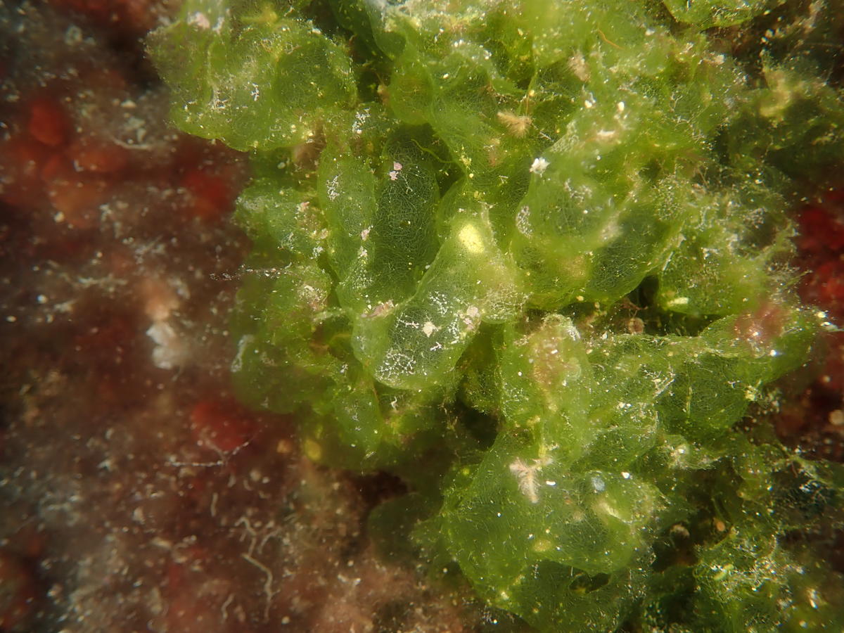 Quelle est cette algue?