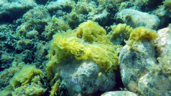 Quelle est cette algue jaune?