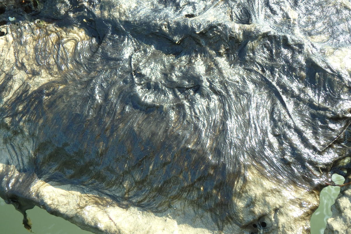 <p>G11 Algue sur 1 pochon d'huîtres</p>
