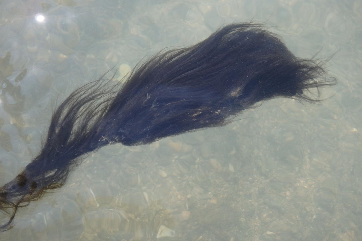 <p>G14 Algue arrachée d'un pochon et mise dans l'eau</p>