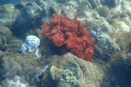 quelle est cette algue rouge au milieu de coraux ?