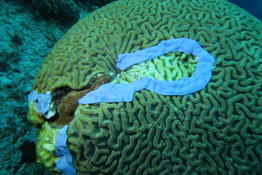 Quelle est cette bande bleue posée sur un corail cerveau ?