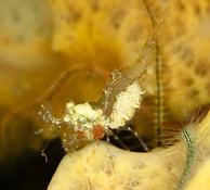 Quelle est cette crevette?