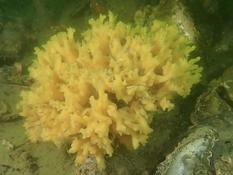 Quelle est cette éponge ?