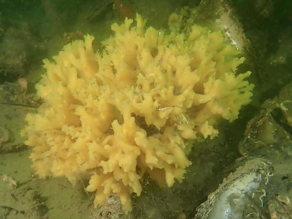 Quelle est cette éponge ?