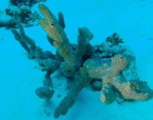 quelle est cette éponge ?