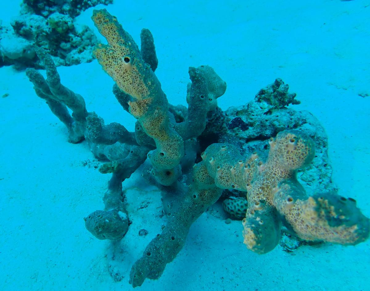 quelle est cette éponge ?