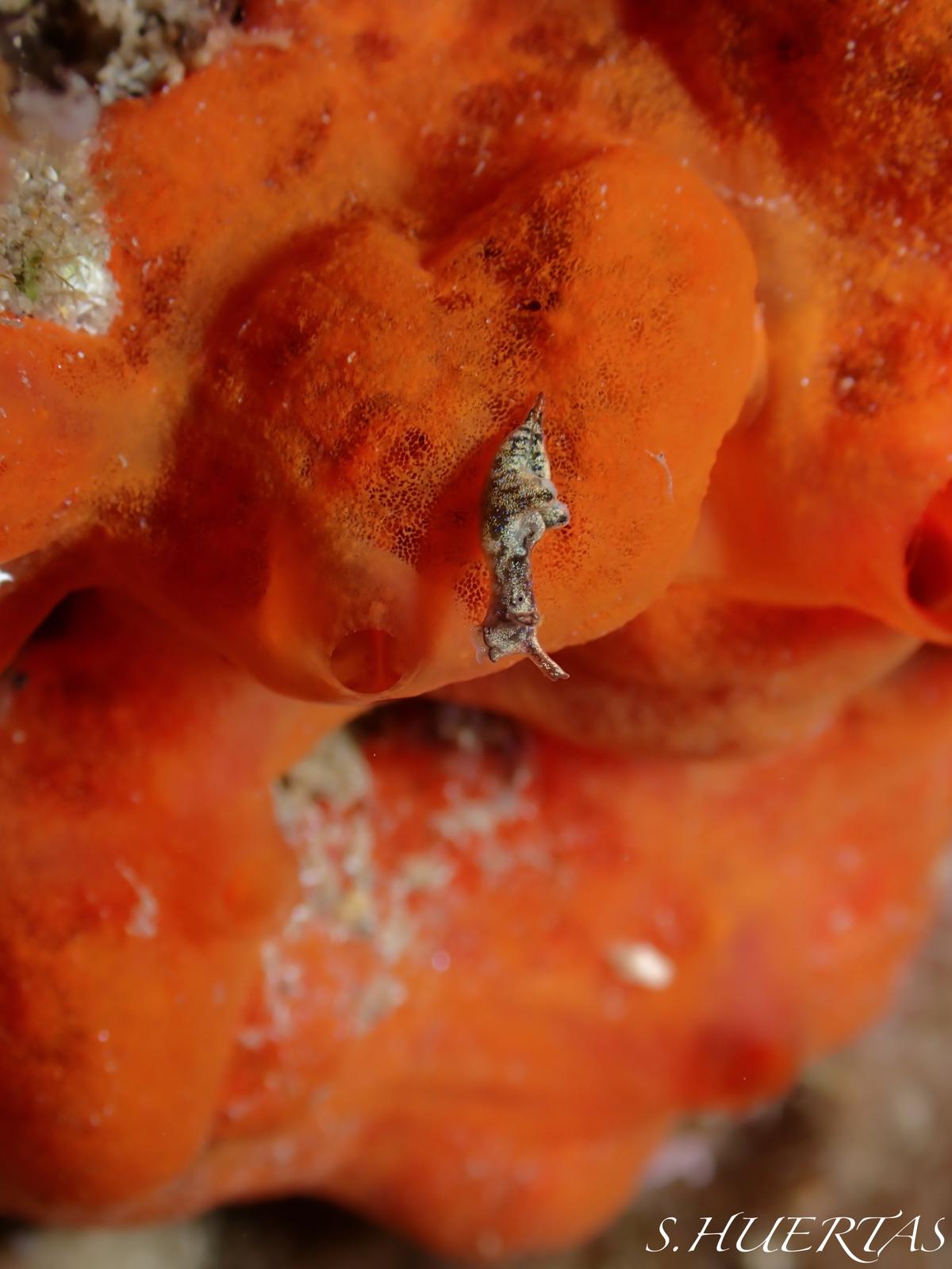 Quelle est cette espèce d'Elysie ?