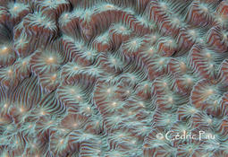 Quelle est cette espèce de corail encroûtant ?