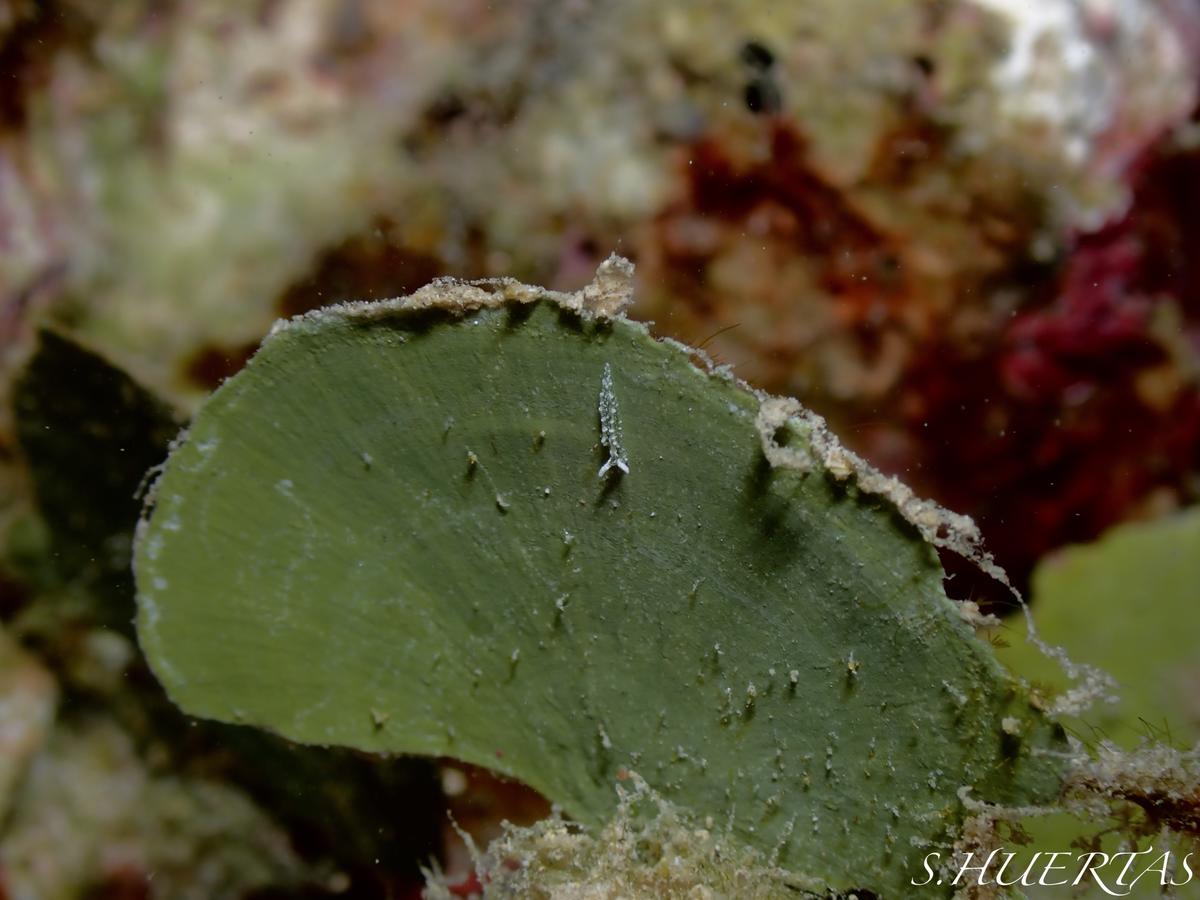 Quelle est cette espèce de mer Rouge ?
