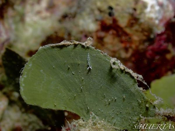 Quelle est cette espèce de mer Rouge ?