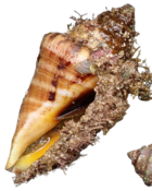 Quelle est cette espèce de mollusque svp ? 