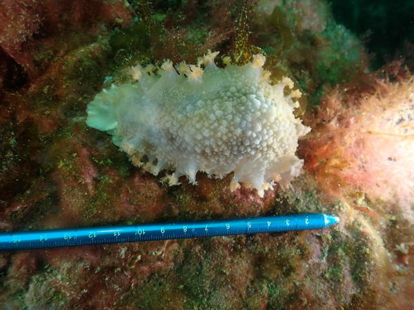 Quelle est cette espèce de nudibranche ou limace ?