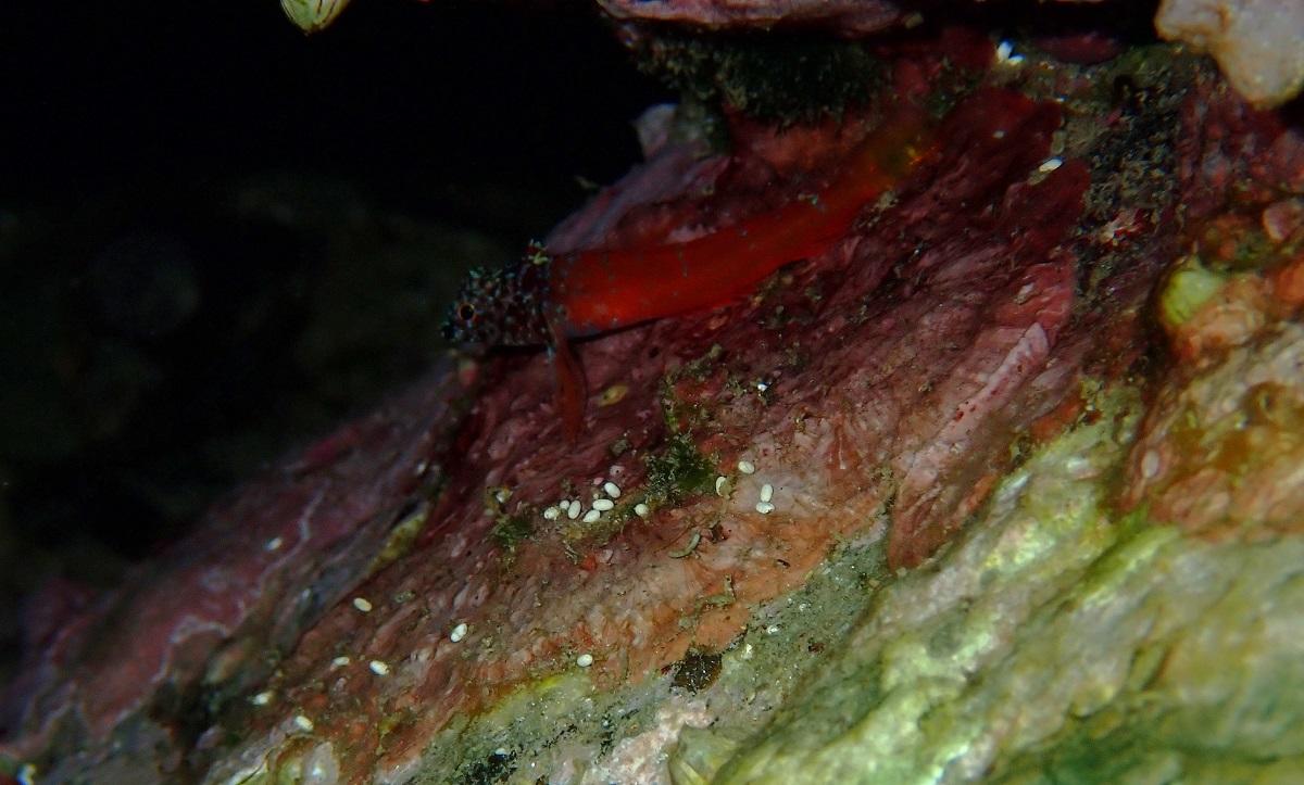 Quelle est cette espèce de poisson ?