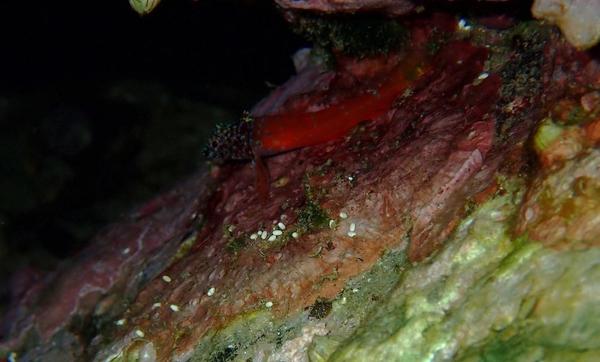 Quelle est cette espèce de poisson ?