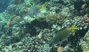 Quelle est cette espèce de poisson ?
