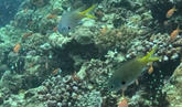 Quelle est cette espèce de poisson ?