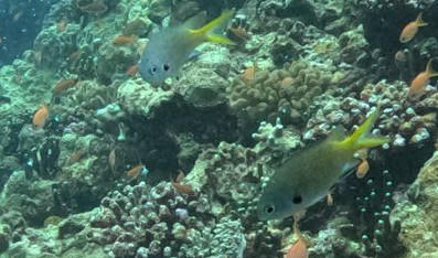 Quelle est cette espèce de poisson ?