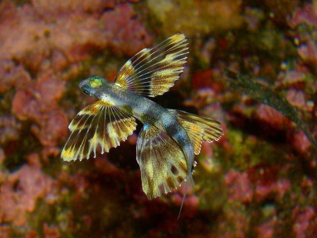 Bonjour,<br /><br />Les juvéniles de dactyloptères ressemblent bien à ça<br />photo Gérard Carrodano  <br /><br /><em><span style="color: #c0c0c0;"...