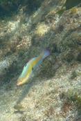 Quelle est cette girelle rencontrée à Chatham Bay (Union Island - Grenadines) ?