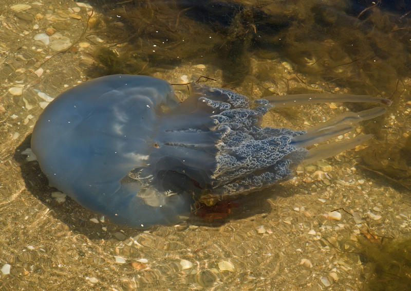 <p>Bonjour,</p><p>J'ai photographié cette méduse dans le nord de la Grèce près de Porto Lagos. Serait-ce Rhizostoma pulmo?</p><p>J'apprécierais vot...