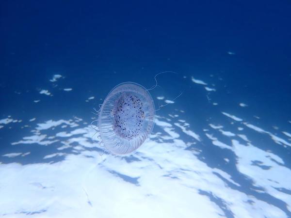quelle est cette méduse ?