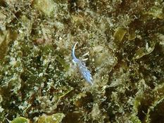 Quelle est cette minuscule limace bleue ?