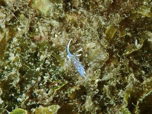 Quelle est cette minuscule limace bleue ?