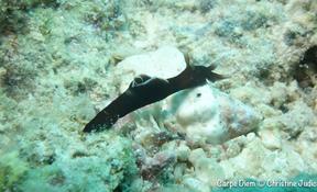 Quelle est cette petite nudibranche?