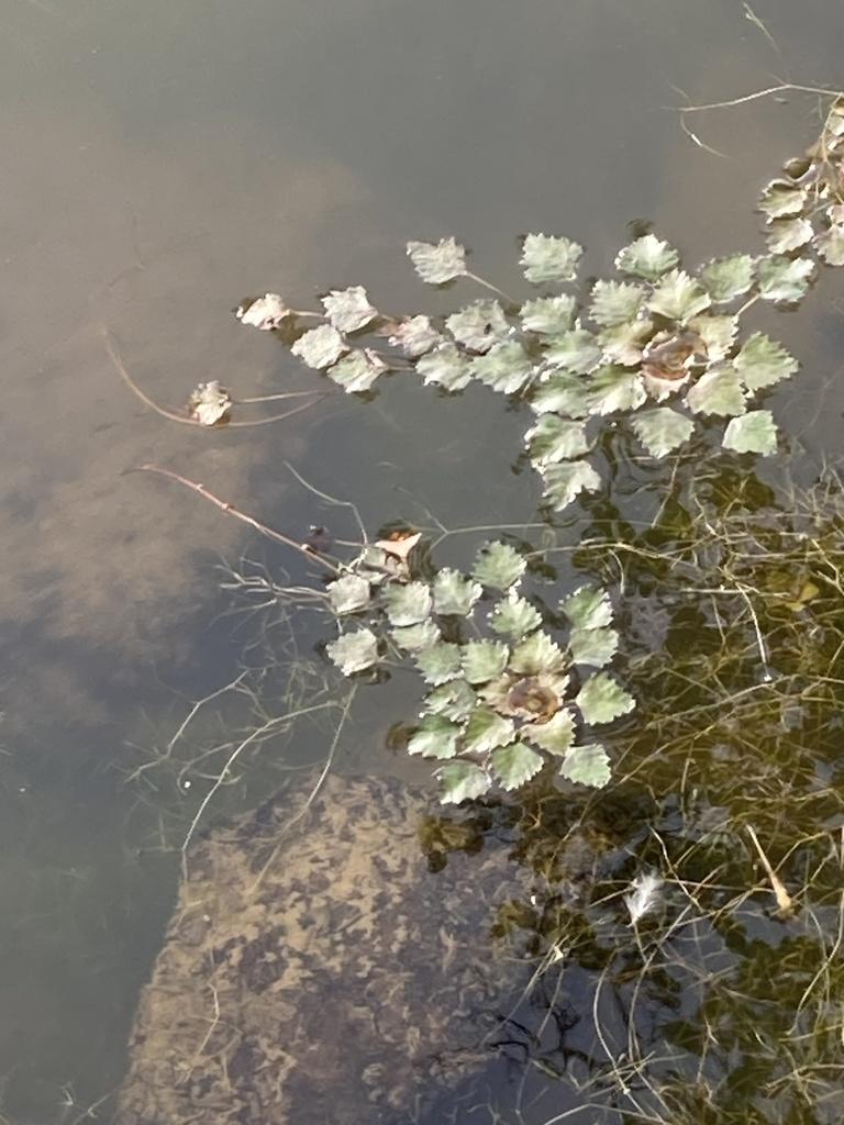 Quelle est cette plante flottante ?