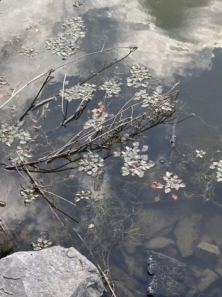 <p>Bonjour,</p><p>merci pour vos réponses. Pour Marie-Claude : eau douce, "étang de Bain-de-Bretagne" (en fait plutôt un lac). Ci-joint une autre p...