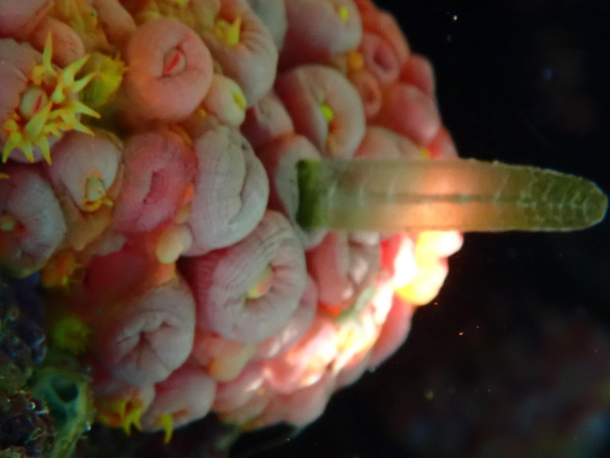 <p>on merci bcp,elle me semblait pourtant vraiment sortir du corail.</p>