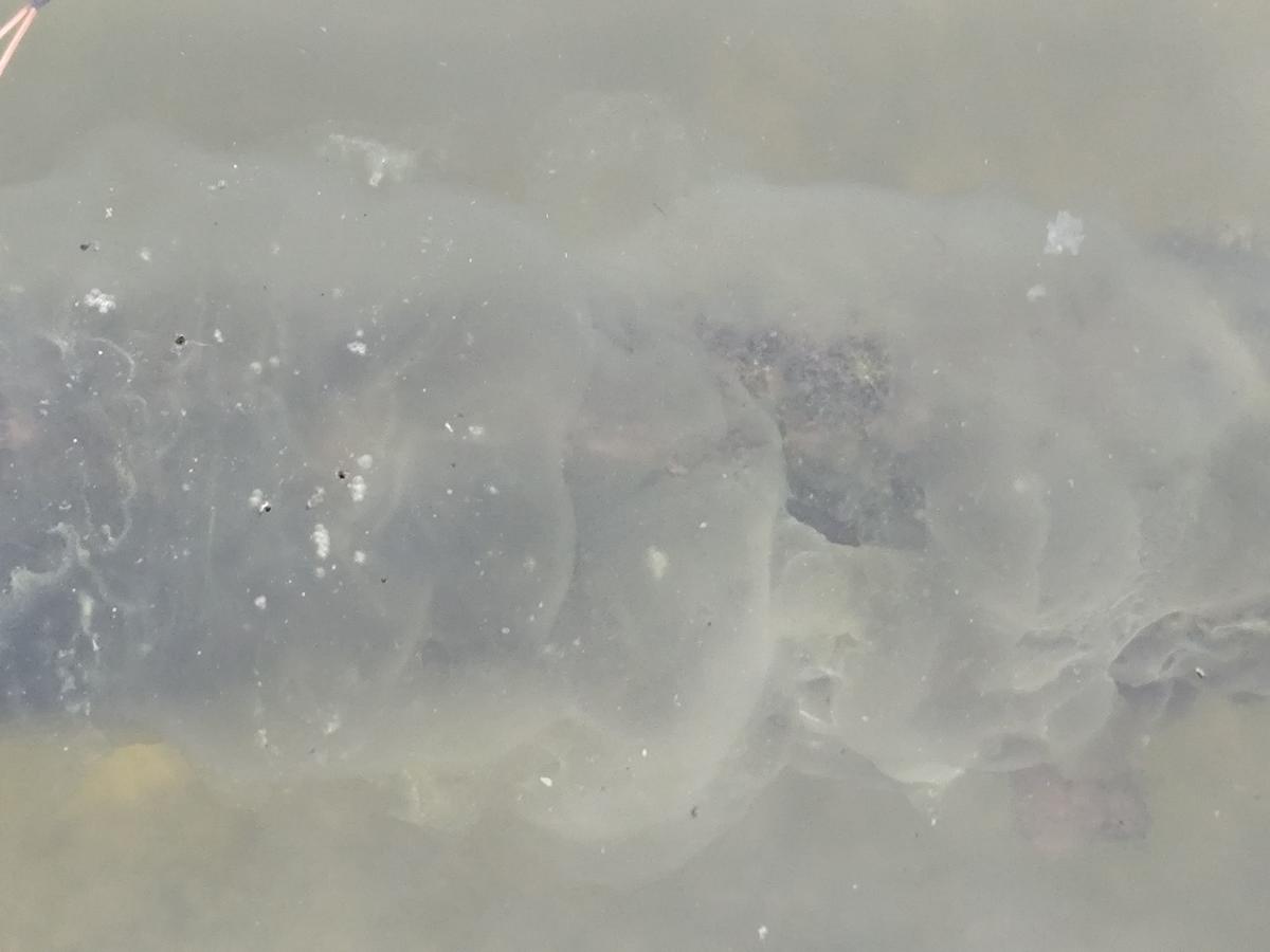 Quelle est cette sbstance présente dans mon bassin ?