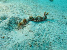 Quelle est donc cette espèce d'étoile de mer ?