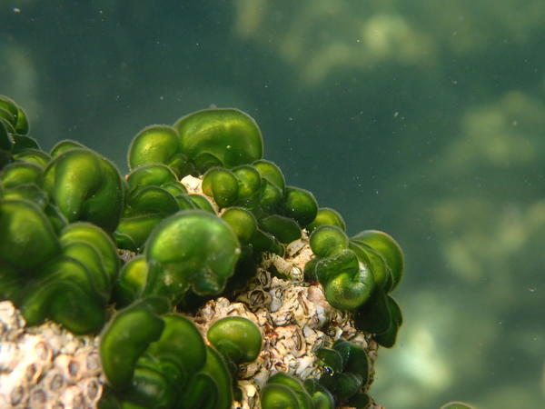 Quelle est donc cette jolie algue (?) Verte ?