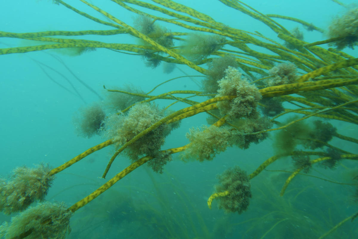 Quelle est l'espèce de cette algue épiphyte sur les imanthales ?