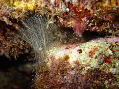 quelle est l'origine de cette "toile d'araignée" sous-marine ?