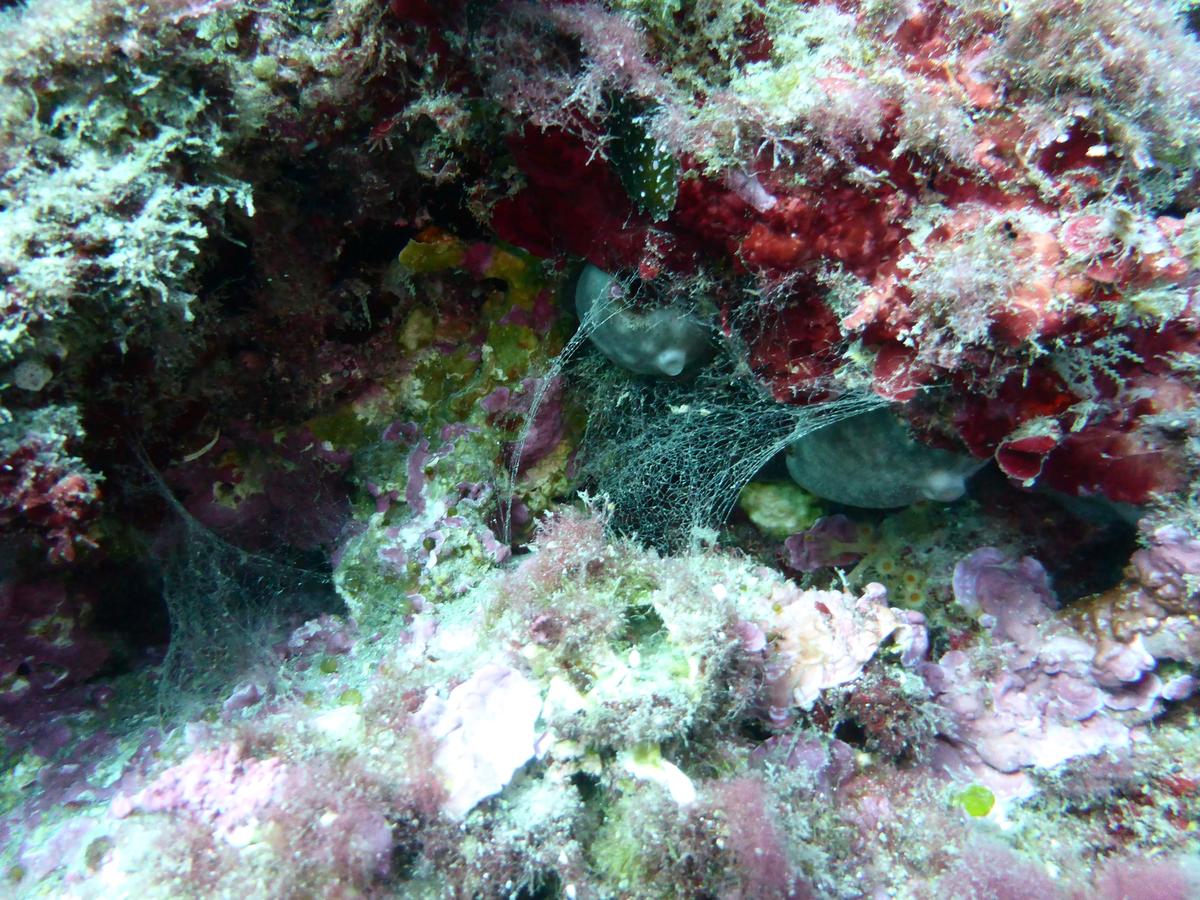 <p>Bonjour,</p><p>Même type d'observation, dans les Bouches du Rhone lors d'une plongée du bord, à une profondeur "plus importante", autour des 7m....