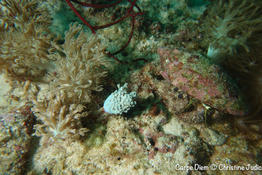 Quelle est nom de cette nudibranche?