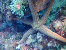 Quelle étoile de mer ?