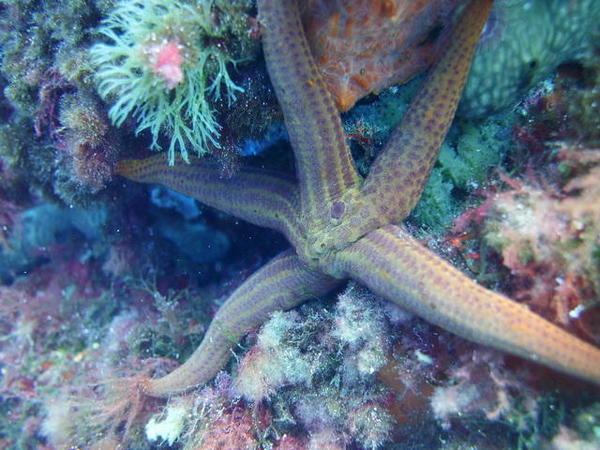 Quelle étoile de mer ?