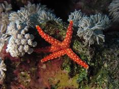 Quelle étoile de mer de mer rouge?