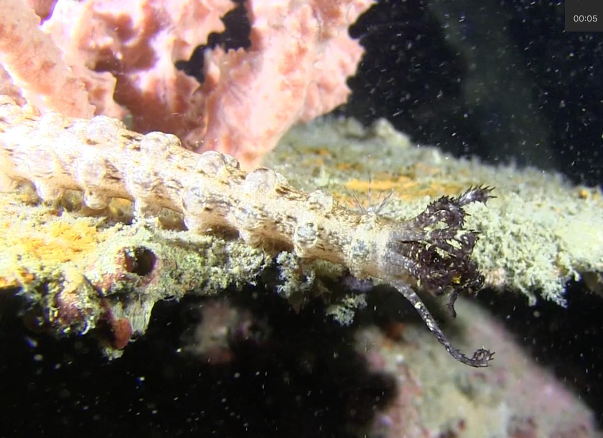 <p>Merci Ginette. Les tentacules bucaux sombres excluent-ils <i>Euapta godeffroyi </i>? Cette nouvelle photo permet-elle de confirmer ou d'infirmer...