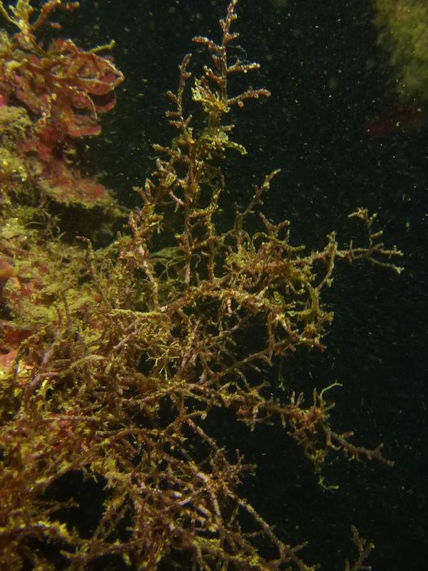 Quelle peut être cette algue ?