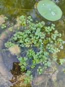 Quelle plante aquatique ?