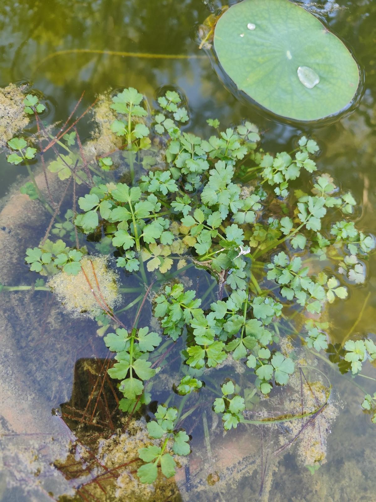 Quelle plante aquatique ?