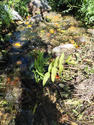 Quelle plante aquatique (3)